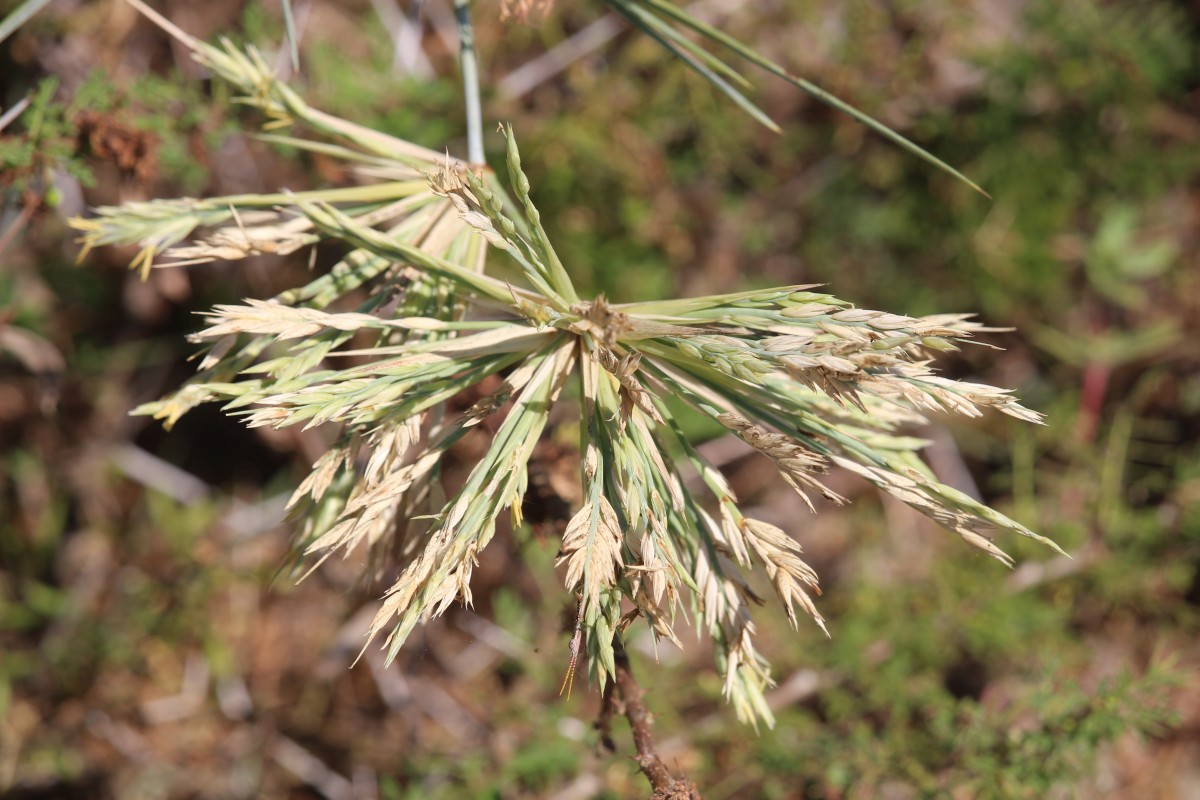 Spinifex littoreus (Burm.f.) Merr.